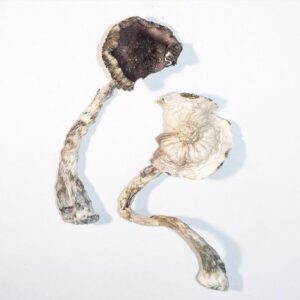Albino A+ Magic Mushrooms for sale