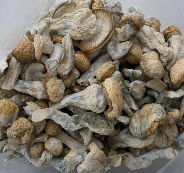 Buy Penis Envy Mushrooms Austrai